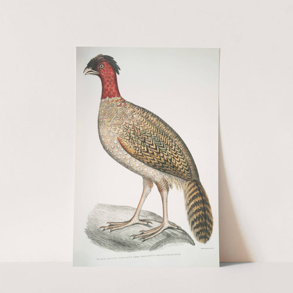 Black headed Pheasant, Phasianus melanocephalus. Female. by John Edward Gray