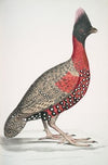 Black headed Pheasant,; Phasianus melanocephalus. Young male of former.