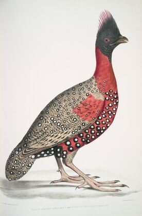 Black headed Pheasant,; Phasianus melanocephalus. Young male of former.