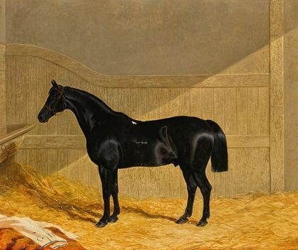 Black Horse In A Stable — size preview