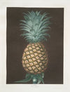 Black Jamaica (Pineapple). (1812)