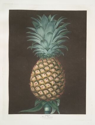 Black Jamaica (Pineapple). (1812)