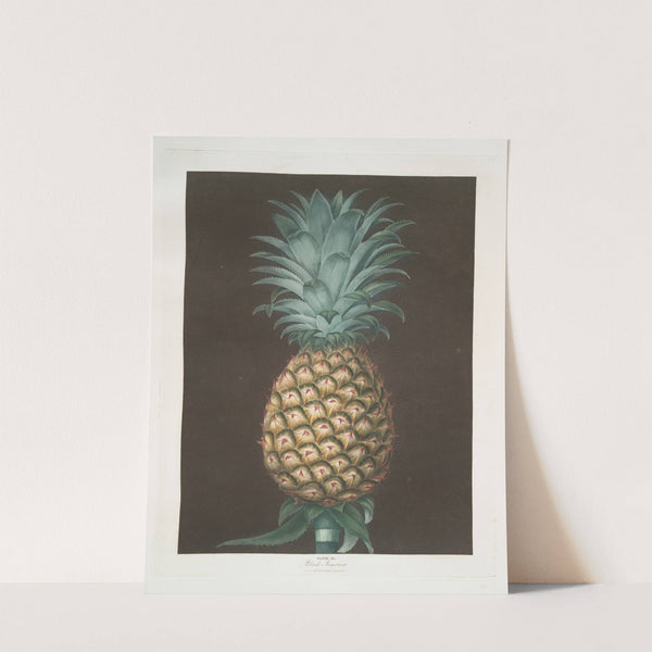 Black Jamaica (Pineapple). (1812) by George Brookshaw