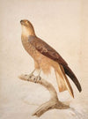 Black kite (Milvus migrans)