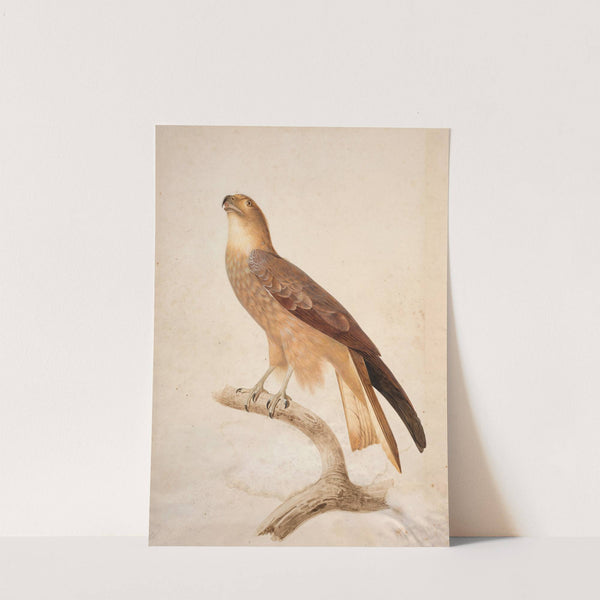 Black kite (Milvus migrans) by Jacques Barraband