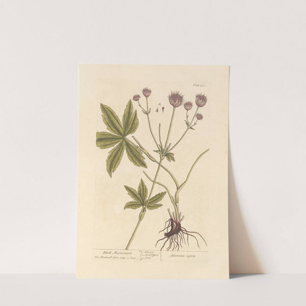 Black masterwort (1739) by Elizabeth Blackwell