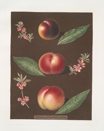 Black peach of Montreal, Cambra and the Moushien’s Pacey of Pomperi peaches. (1812) — size preview