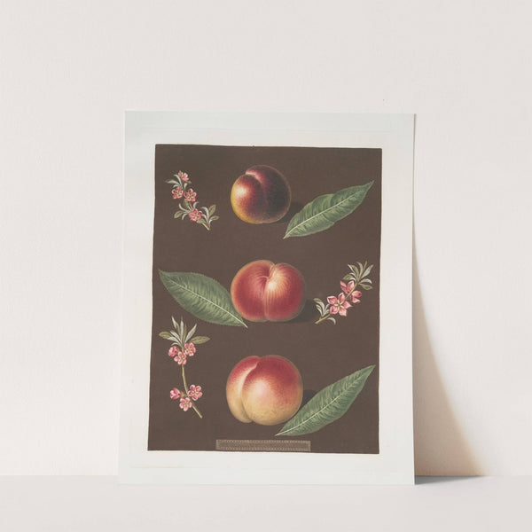Black peach of Montreal, Cambra and the Moushien’s Pacey of Pomperi peaches. (1812) by George Brookshaw