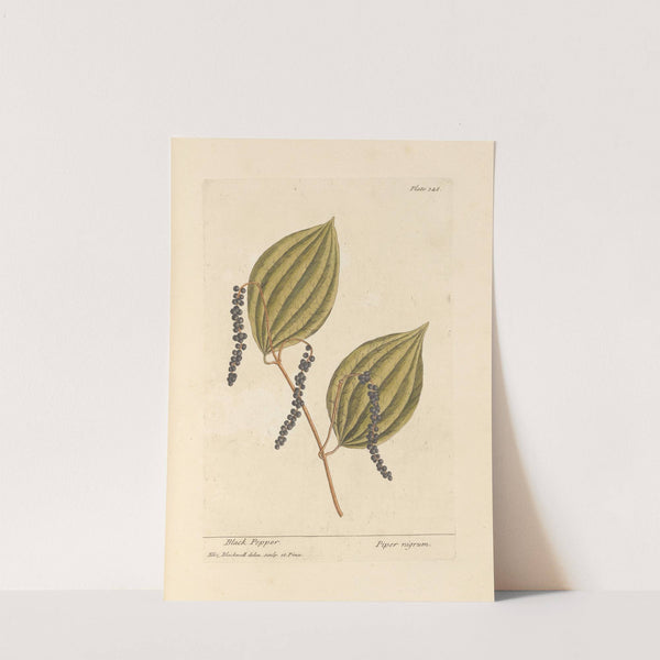 Black pepper (1739) by Elizabeth Blackwell