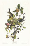 Black-poll warbler