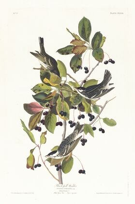 Black-poll warbler