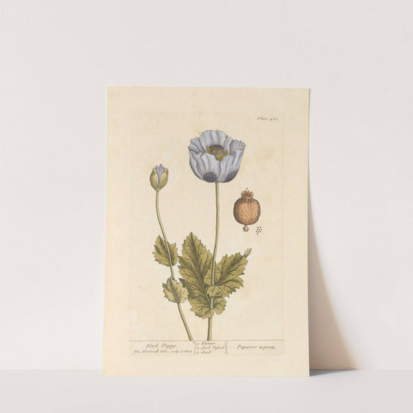 Black poppy (1739) by Elizabeth Blackwell