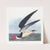 Black skimmer or shearwater (1827–1838) by John James Audubon