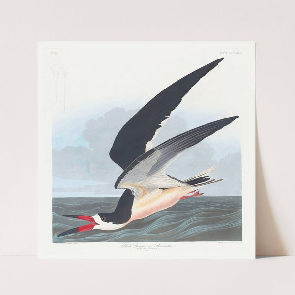 Black skimmer or shearwater (1827–1838) by John James Audubon