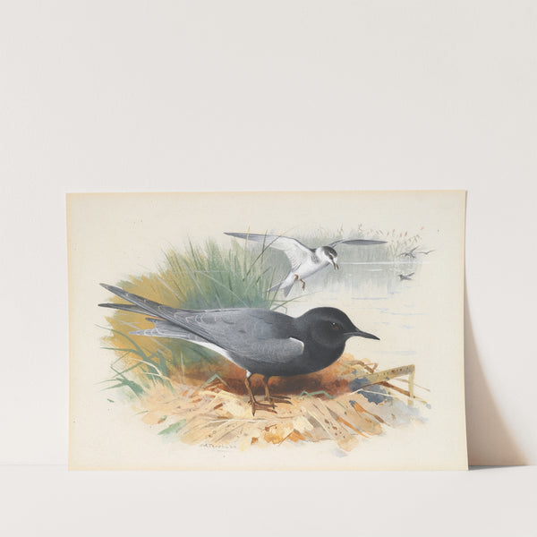 Black Tern; Great Shearwater by Archibald Thorburn