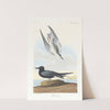 Black tern by John James Audubon