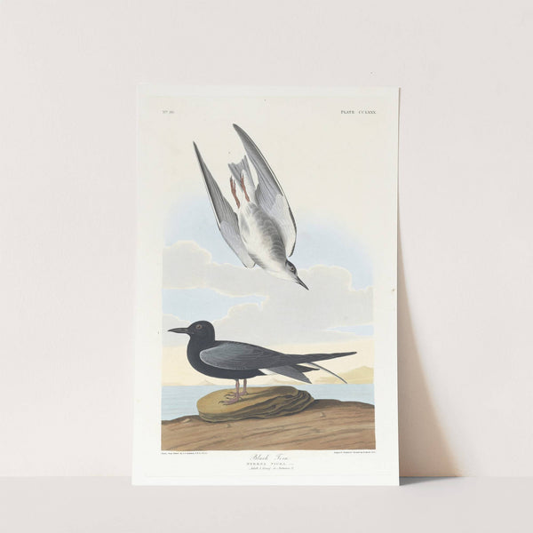 Black tern by John James Audubon