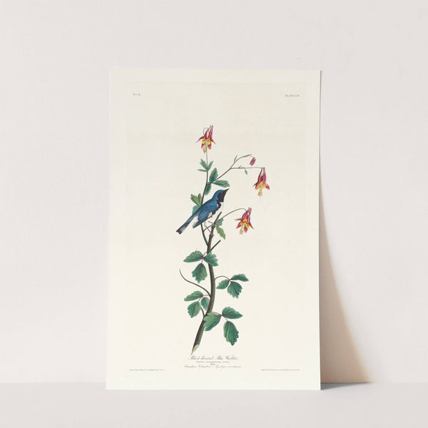 Black-throated blue warbler by John James Audubon