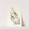 Black-throated bunting by John James Audubon