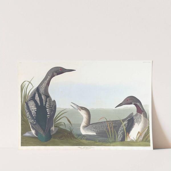 Black-throated diver by John James Audubon