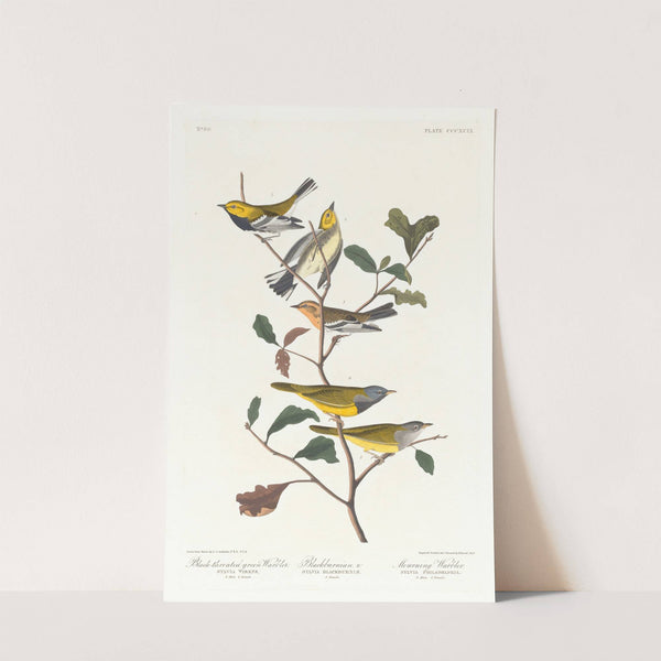 Black-throated green warbler. Blackburnian, W. Mourning warbler by John James Audubon