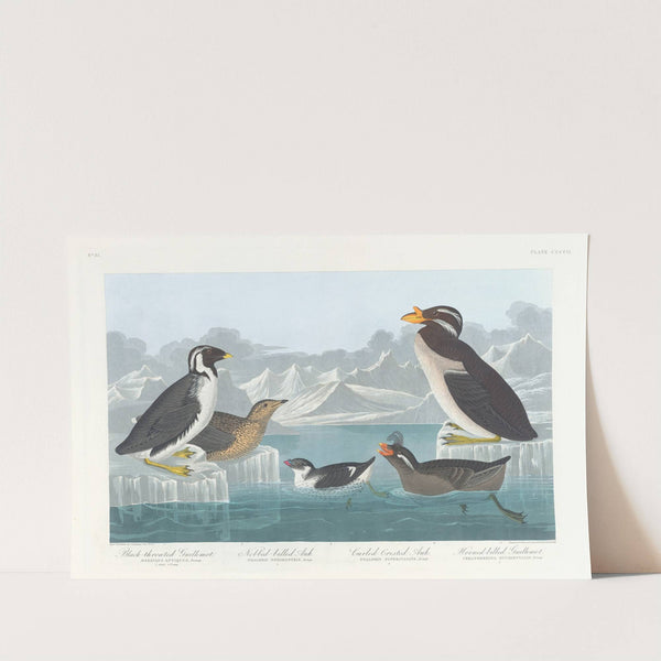 Black-throated guillemot. Nobbed-billed auk. Curled-crested auk. Horned-billed guillemot by John James Audubon