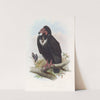 Black Vulture by John Gould