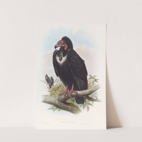 Black Vulture by John Gould