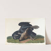 Black vulture or common crow by John James Audubon