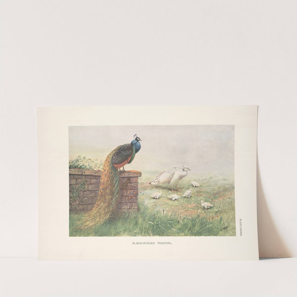 Black-Winged Peafowl (1918-1922) by George Edward Lodge