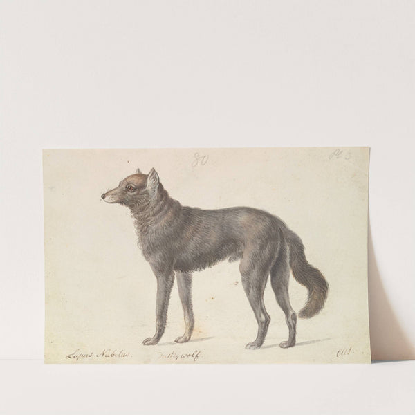 Black Wolf (1837) by Charles Hamilton Smith