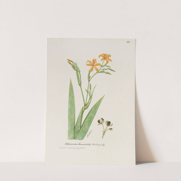 Blackberry lily by S. Fred Prince