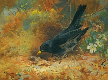 Blackbird (1928)