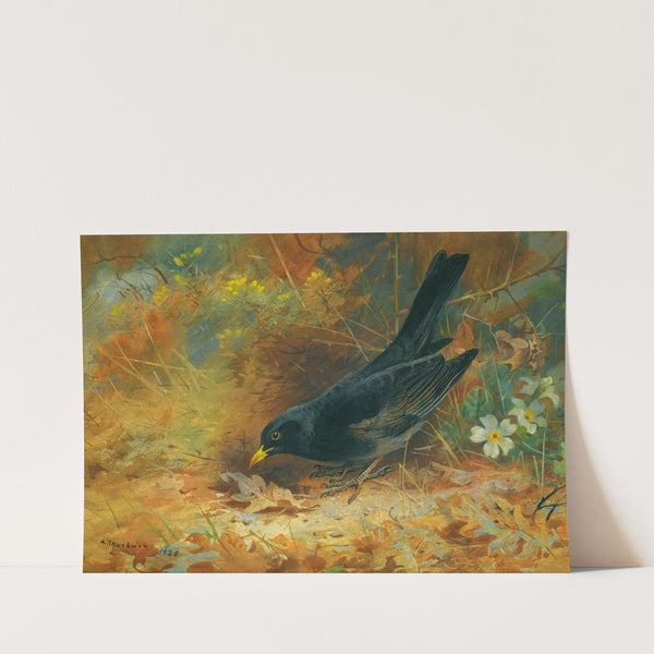 Blackbird (1928) by Archibald Thorburn