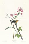 Blackburnian warbler
