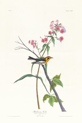 Blackburnian warbler