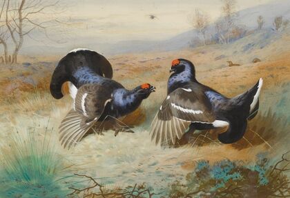 Blackcocks At The Lek (1901)