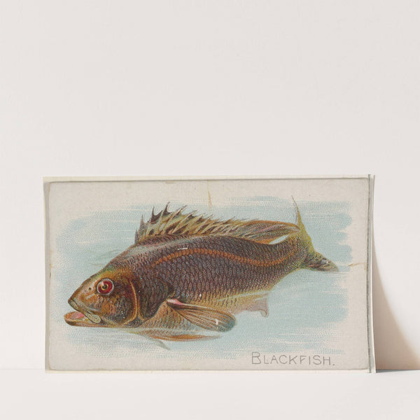 Blackfish (1889) by Allen & Ginter