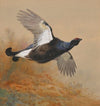 Blackgame in flight (1909)