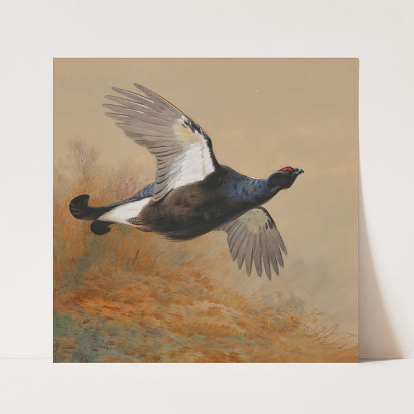 Blackgame in flight (1909) by Archibald Thorburn