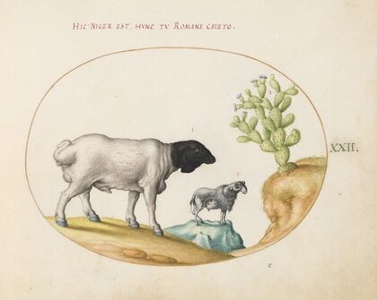 Blackhead Persian Sheep and a Sheep with a Long Tail, with a Cactus (1575-1590)