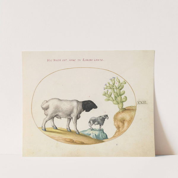 Blackhead Persian Sheep and a Sheep with a Long Tail, with a Cactus (1575-1590) by Joris Hoefnagel