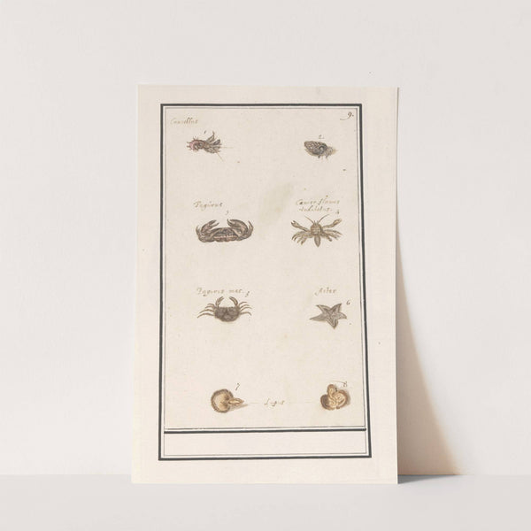 Blad met acht kreeftachtigen en weekdieren (1596-1610) by Anselmus Boëtius de Boodt