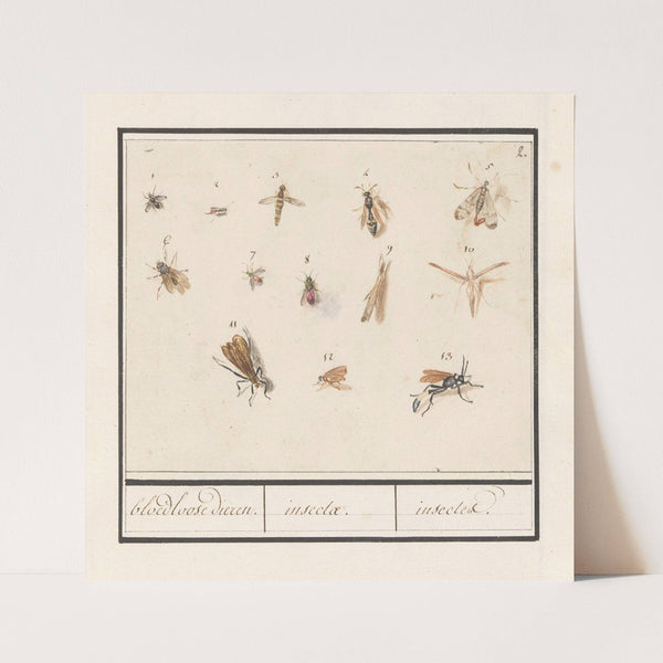 Blad met dertien vliegende insecten bloedloose dieren. insectae. insectes. (1596-1610) by Anselmus Boëtius de Boodt