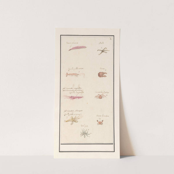 Blad met negen kreeftachtigen en weekdieren (1596-1610) by Anselmus Boëtius de Boodt