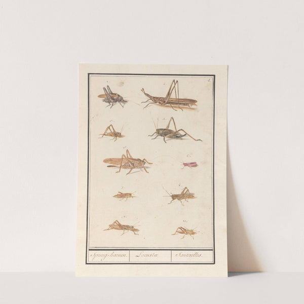 Blad met tien sprinkhanen Spring-haenen. Locustae Santerelles. (1596-1610) by Anselmus Boëtius de Boodt