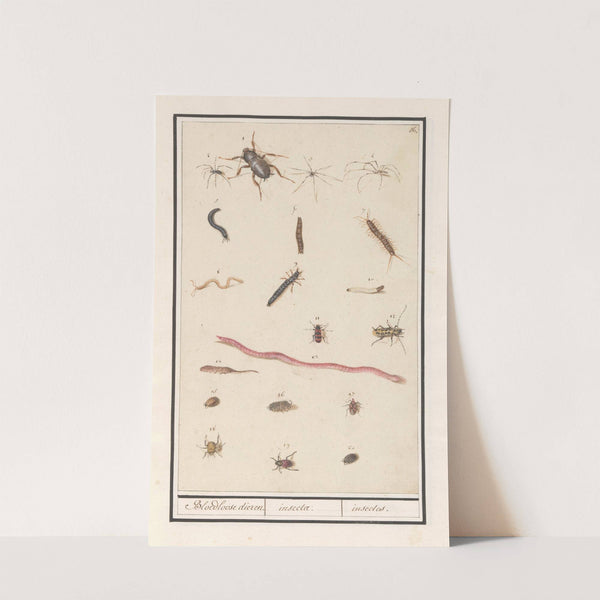 Blad met verschillende insecten en spinnen Bloedloose dieren. insectae. insectes (1596-1610) by Anselmus Boëtius de Boodt