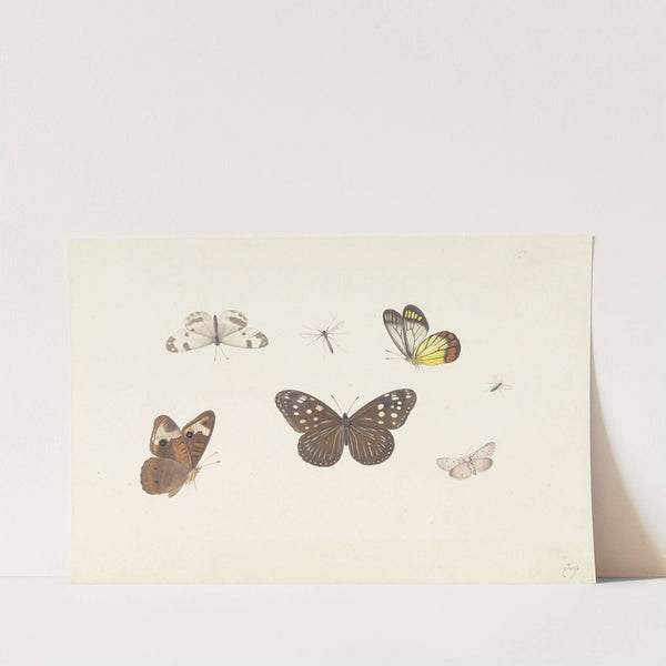 Blad met vijf vlinders en twee vliegen by Pieter Withoos