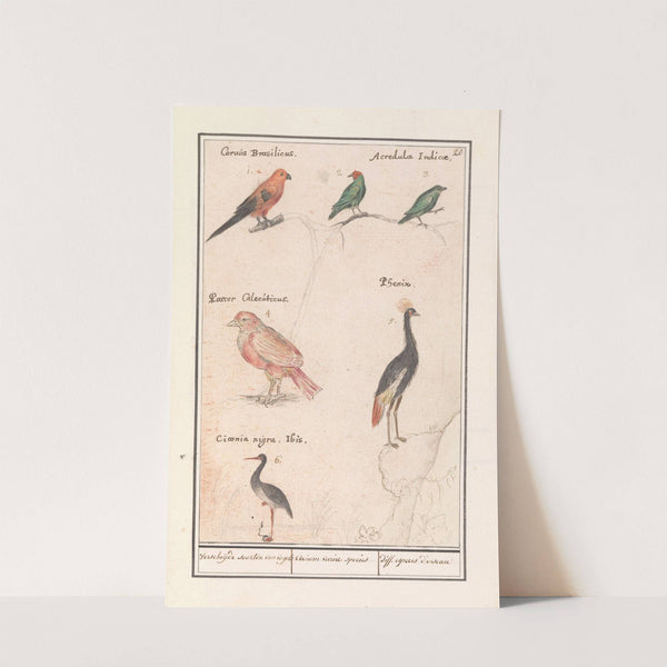 Blad met zes vogels Verscheijde soorten van vogels Avium variae species diff. especes d’oiseau (1596-1610) by Anselmus Boëtius de Boodt