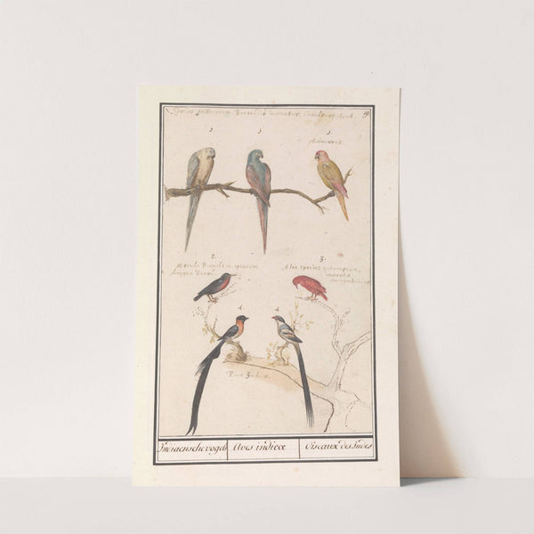 Blad met zeven tropische vogels Indiaensche vogels Aves indicae Oiseaux des Indes (1596-1610) by Anselmus Boëtius de Boodt